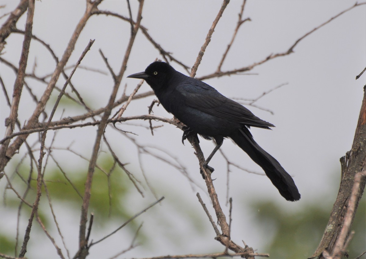 Boat-tailed Grackle - Tim Healy