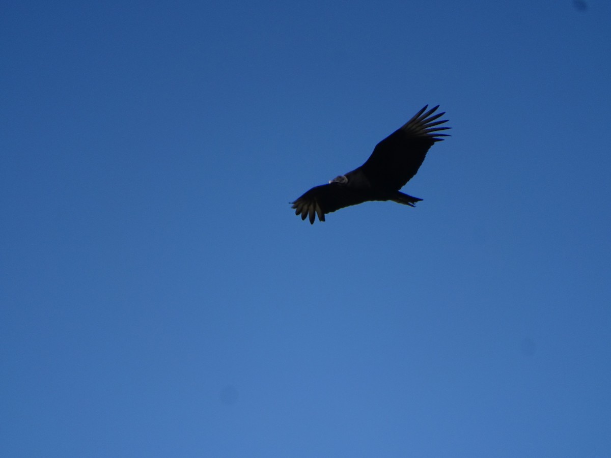 Black Vulture - ML602657141