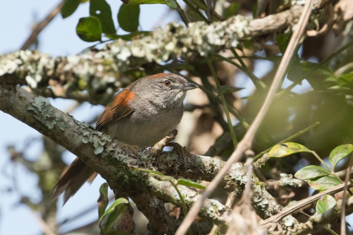 Pale-breasted Spinetail - ML602661811