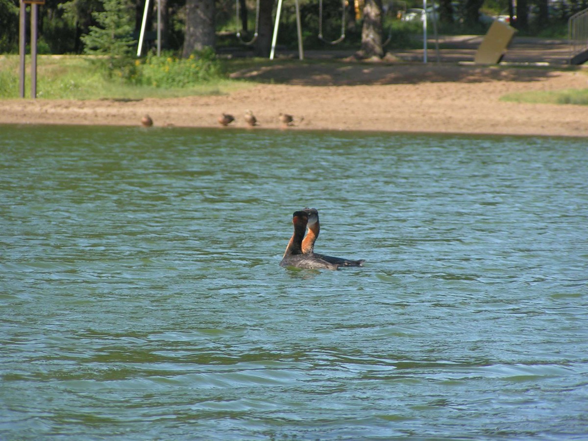 Red-necked Grebe - ML602668611