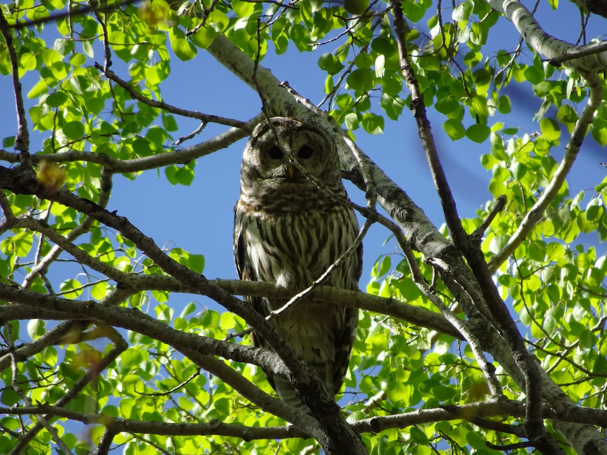 Barred Owl - ML602669671