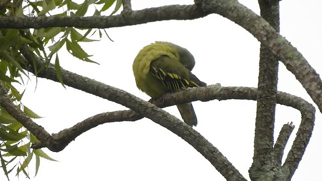 Gray-fronted Green-Pigeon - ML602678201