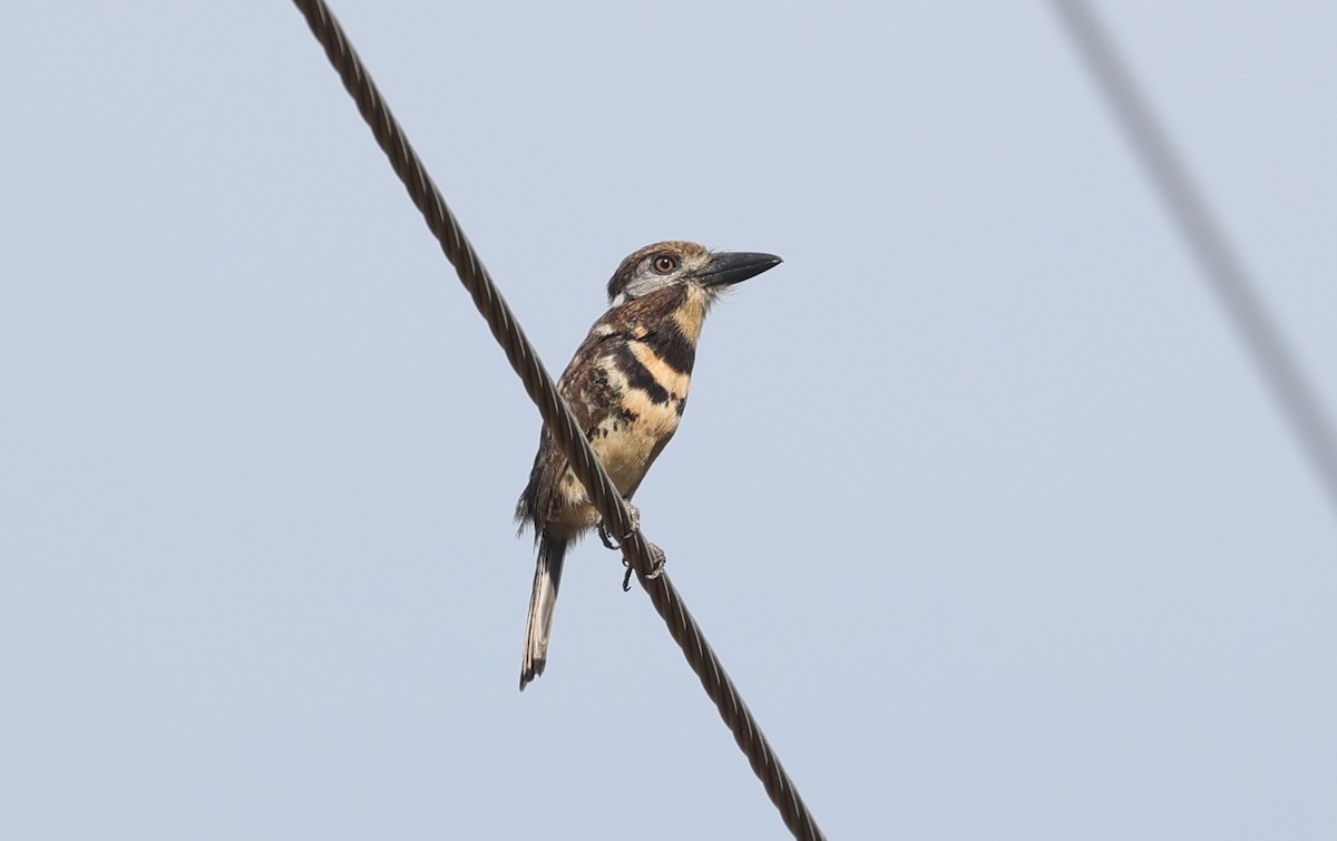 Two-banded Puffbird - ML602683611