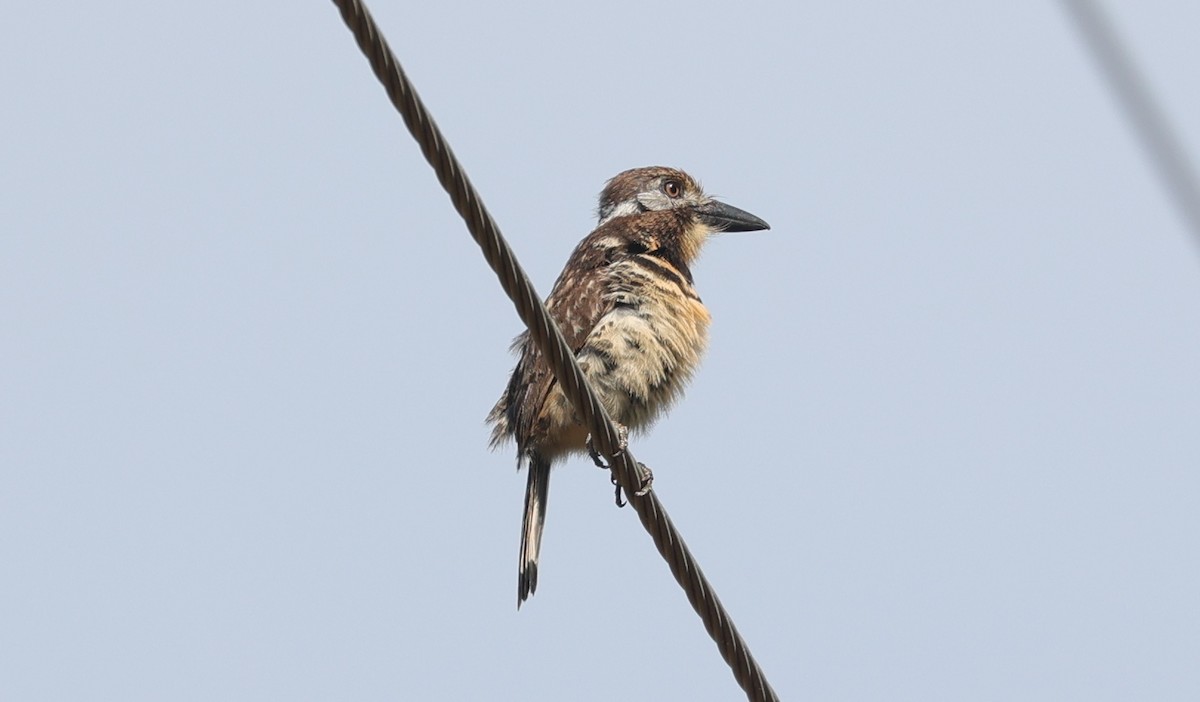 Two-banded Puffbird - ML602683621