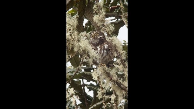 Andean Pygmy-Owl - ML602683711