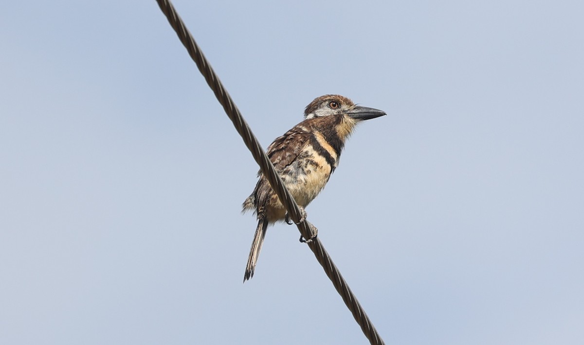 Two-banded Puffbird - ML602683741