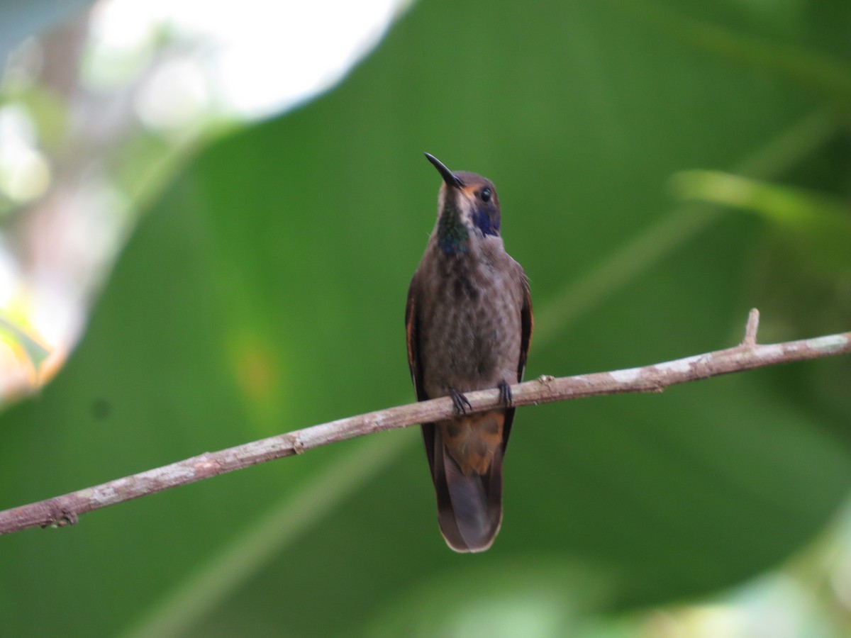 kolibřík fialovouchý - ML602683751