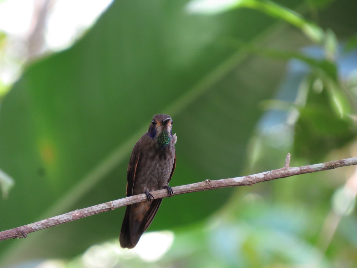 kolibřík fialovouchý - ML602683881