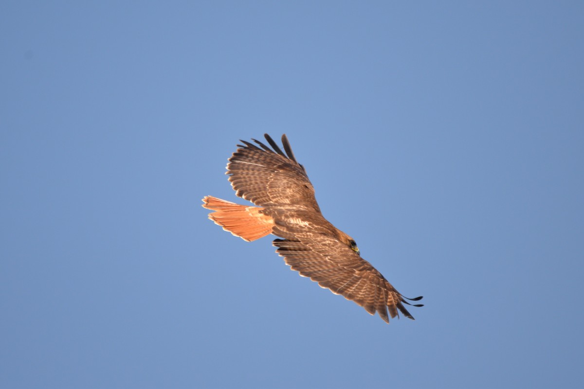 Red-tailed Hawk - naaman abreu
