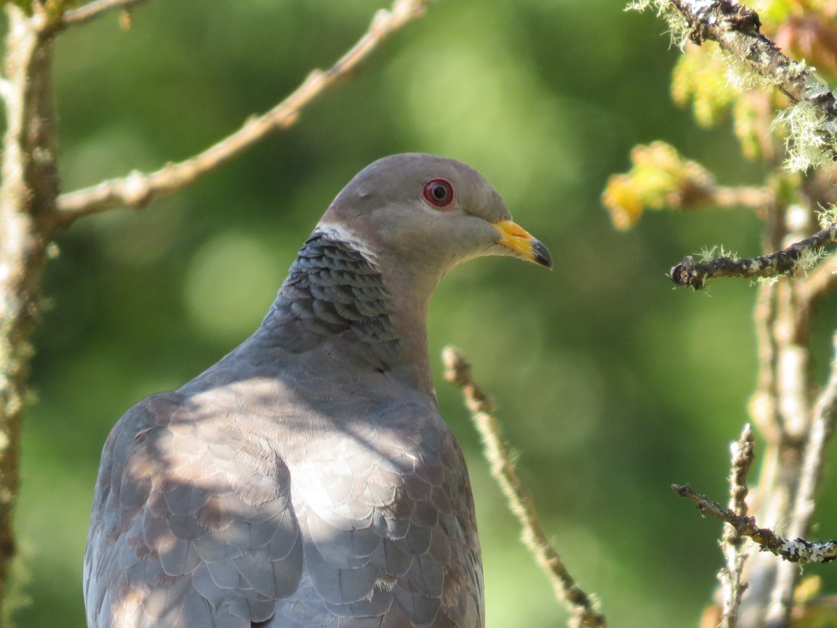 Band-tailed Pigeon - Mike Curry