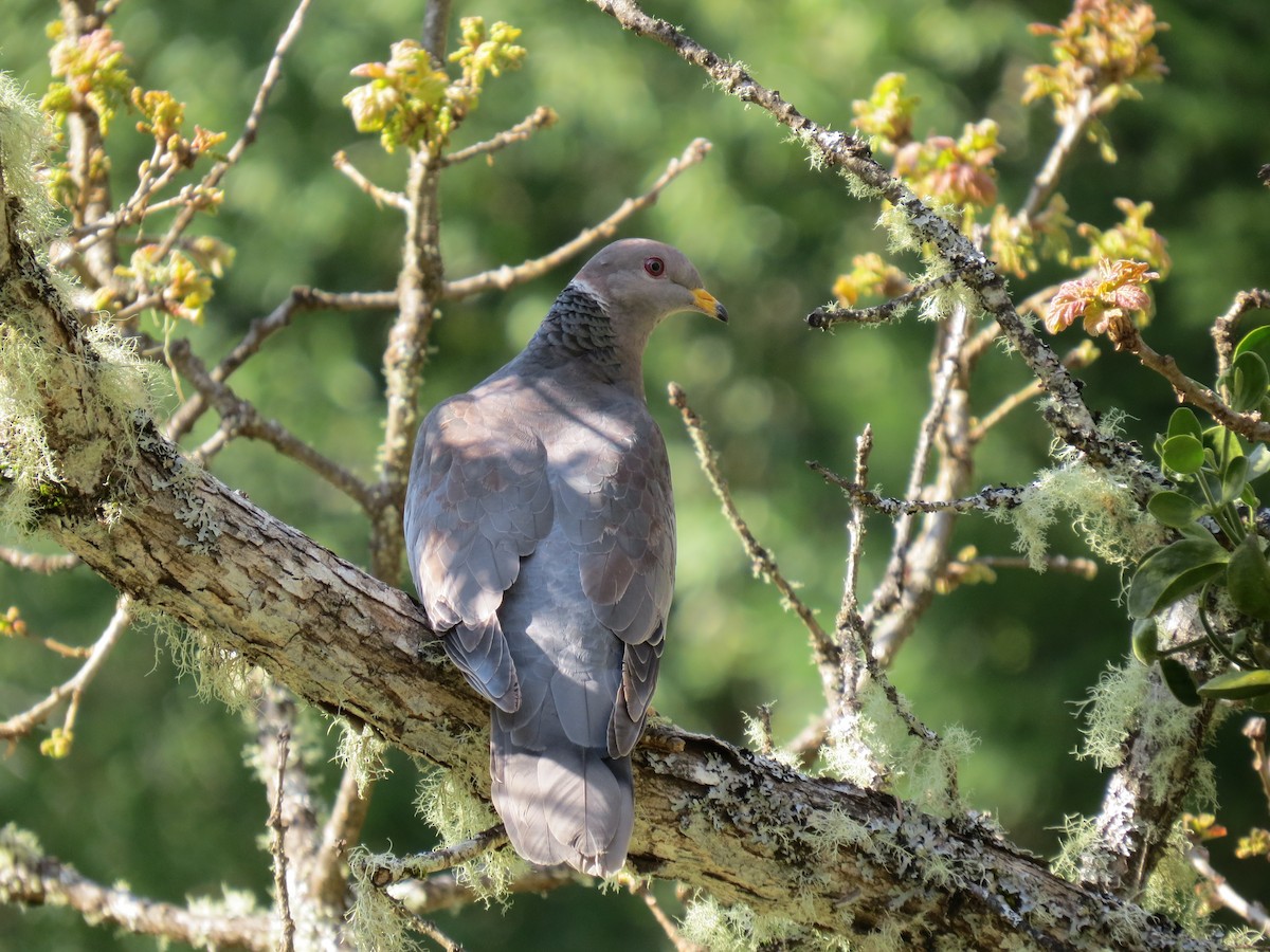 Band-tailed Pigeon - ML60268971