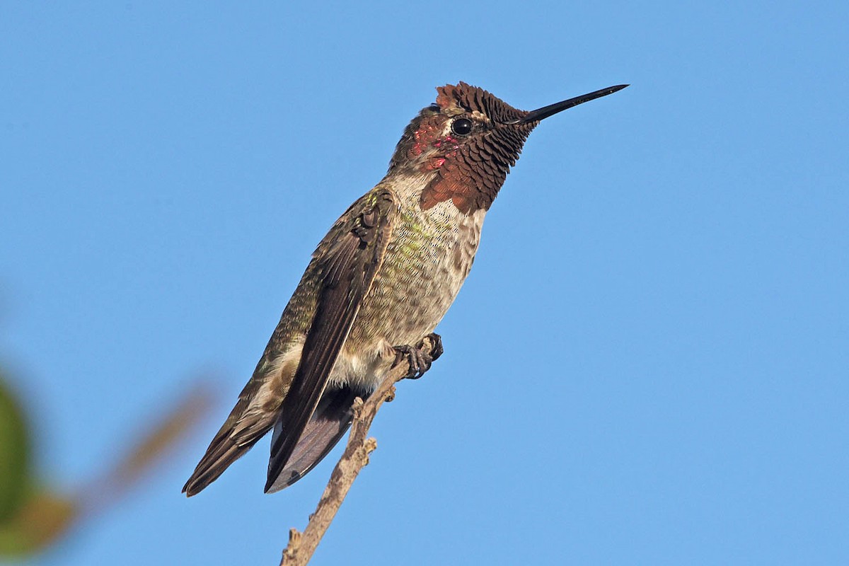 Anna's Hummingbird - ML602692801