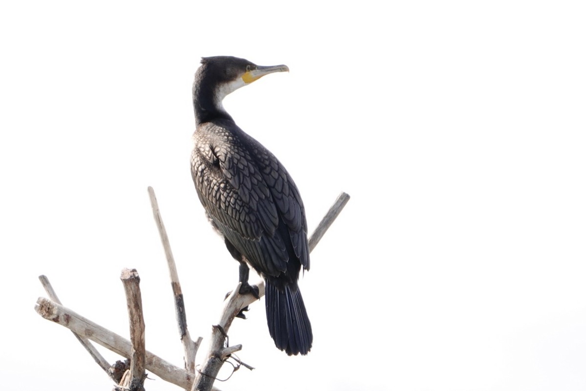 Great Cormorant (White-breasted) - ML602694131