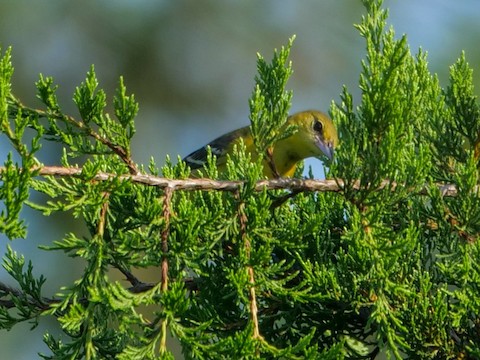 Orchard Oriole - Roger Horn