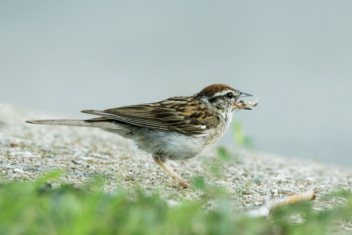 Chipping Sparrow - Garold Sneegas