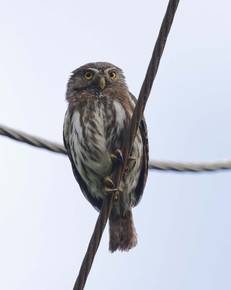 Ferruginous Pygmy-Owl - ML60269861