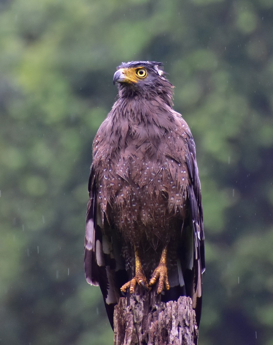 Crested Serpent-Eagle - ML602703871