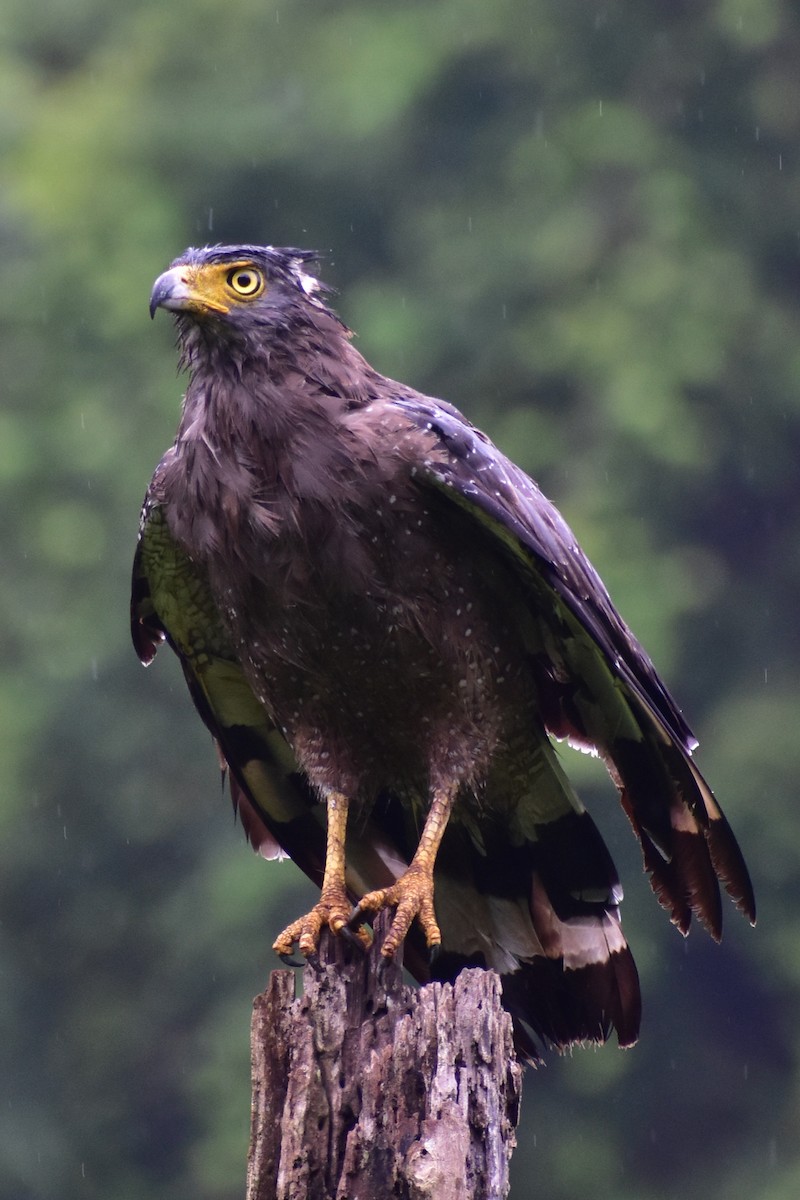 Crested Serpent-Eagle - ML602703881