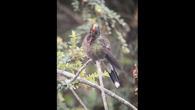 kolibřík Herranův - ML602708481