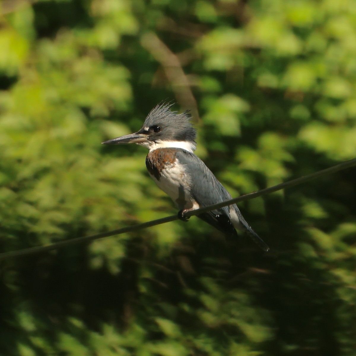 Belted Kingfisher - ML602714981