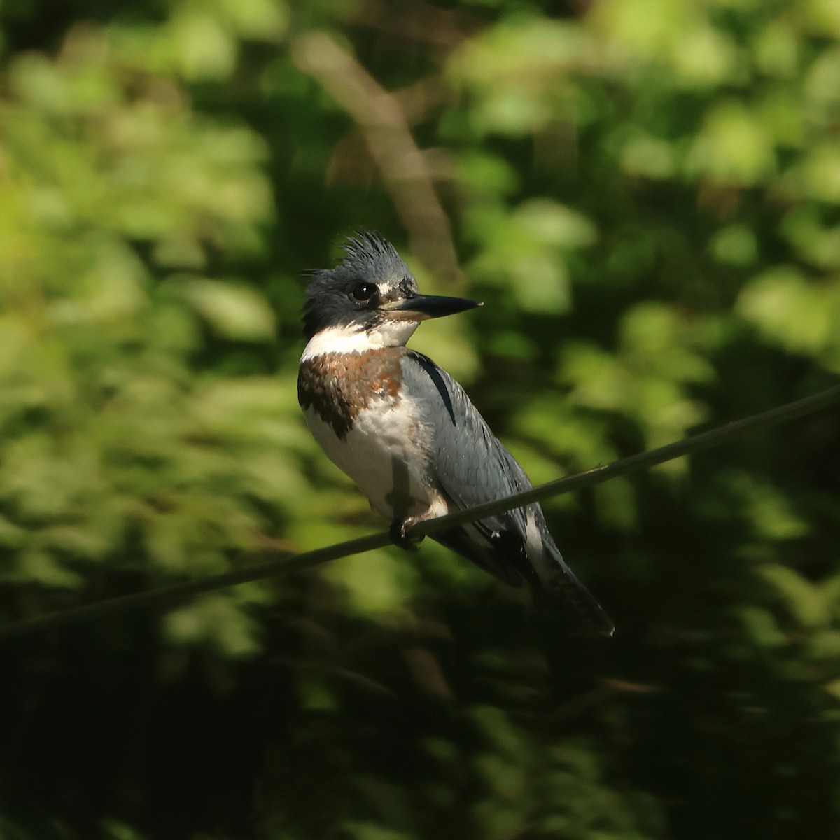 Belted Kingfisher - ML602715001