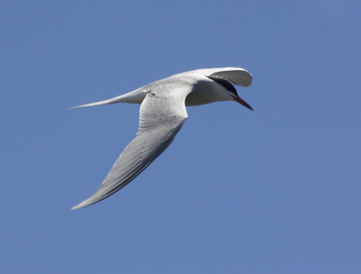 Common Tern - Tim Antanaitis