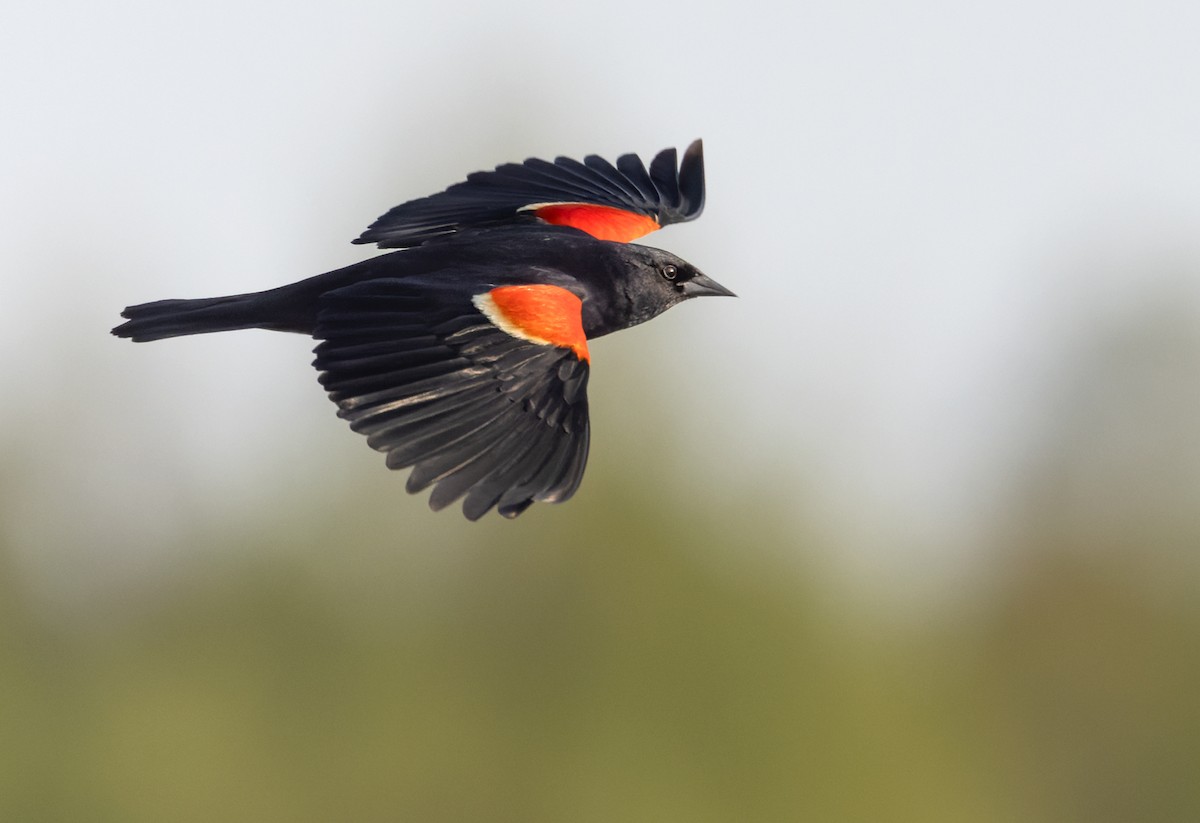 Red-winged Blackbird - ML602717331