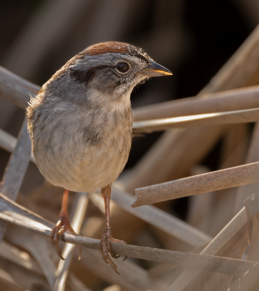 Swamp Sparrow - Lars Petersson | My World of Bird Photography