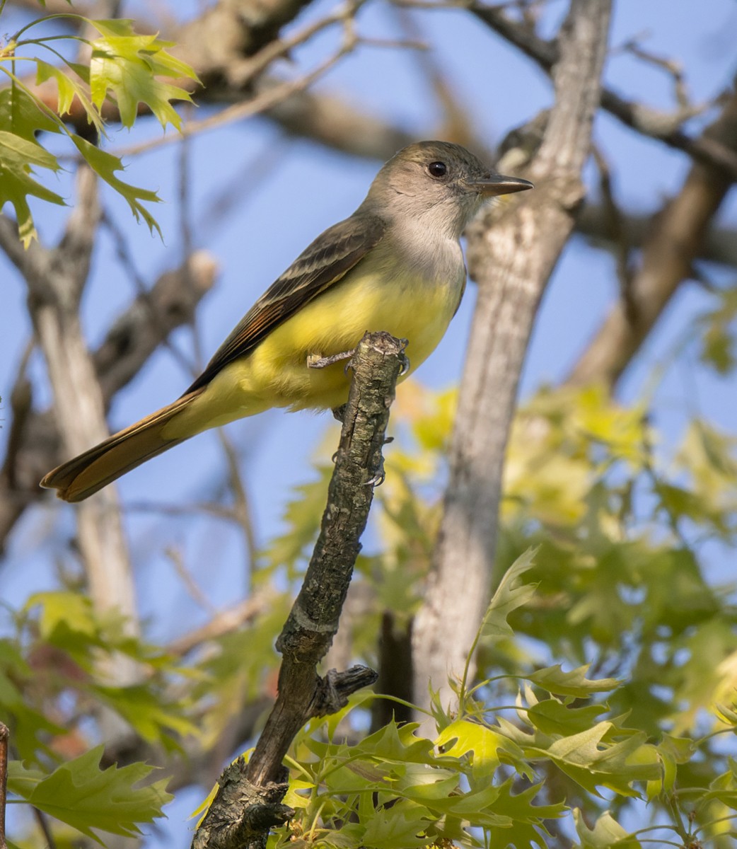 Great Crested Flycatcher - ML602717471