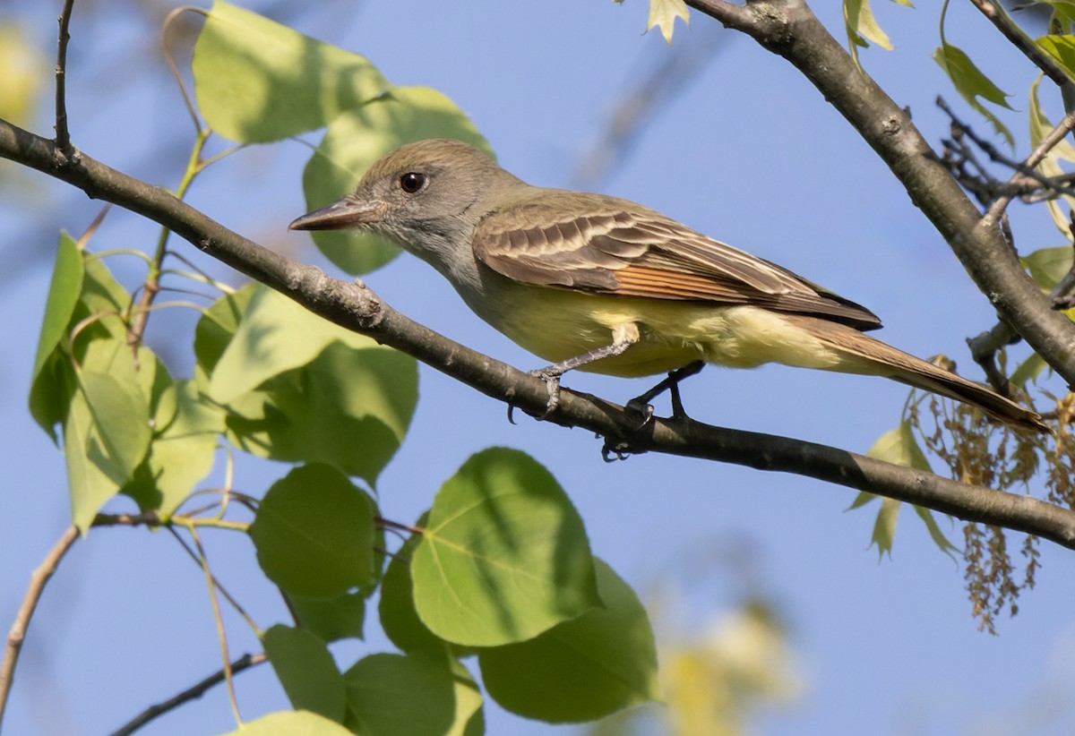 Great Crested Flycatcher - Lars Petersson | My World of Bird Photography