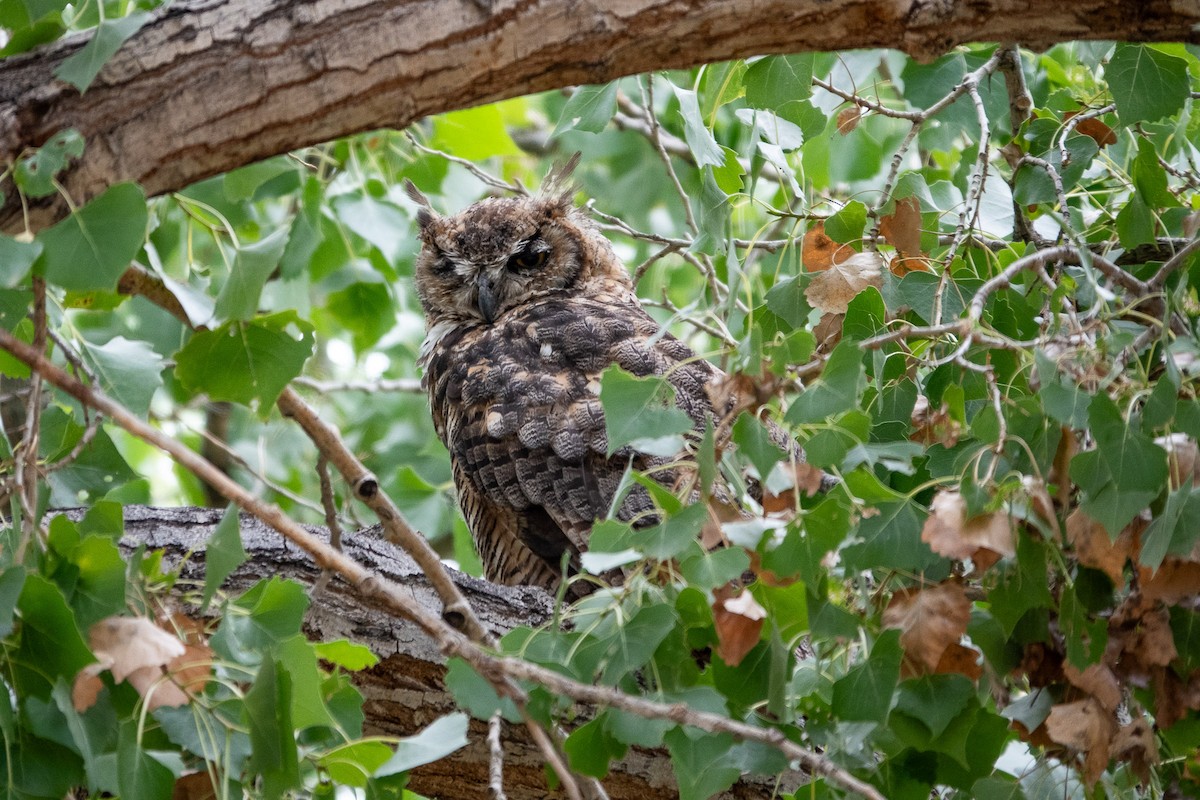 Great Horned Owl - ML602719571