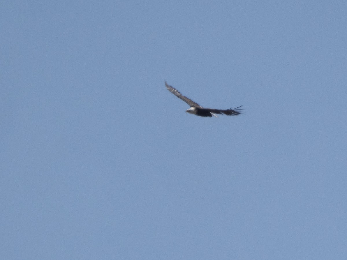 Белоголовый орлан - ML602720161