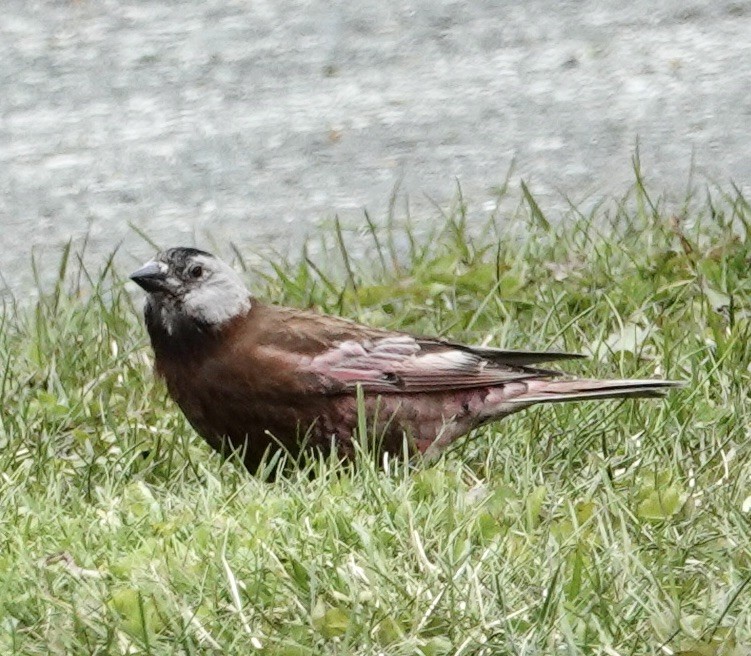 Gray-crowned Rosy-Finch (Aleutian and Kodiak Is.) - Judith White