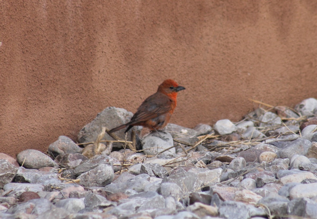 Hepatic Tanager - Paige O