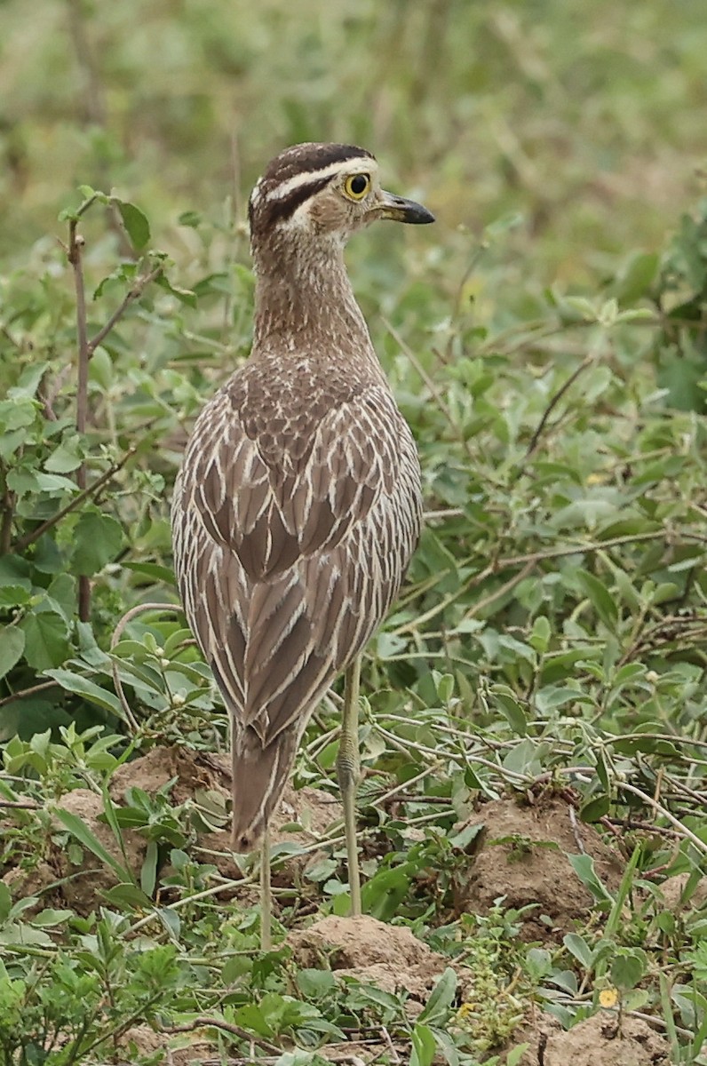 Double-striped Thick-knee - ML602735521