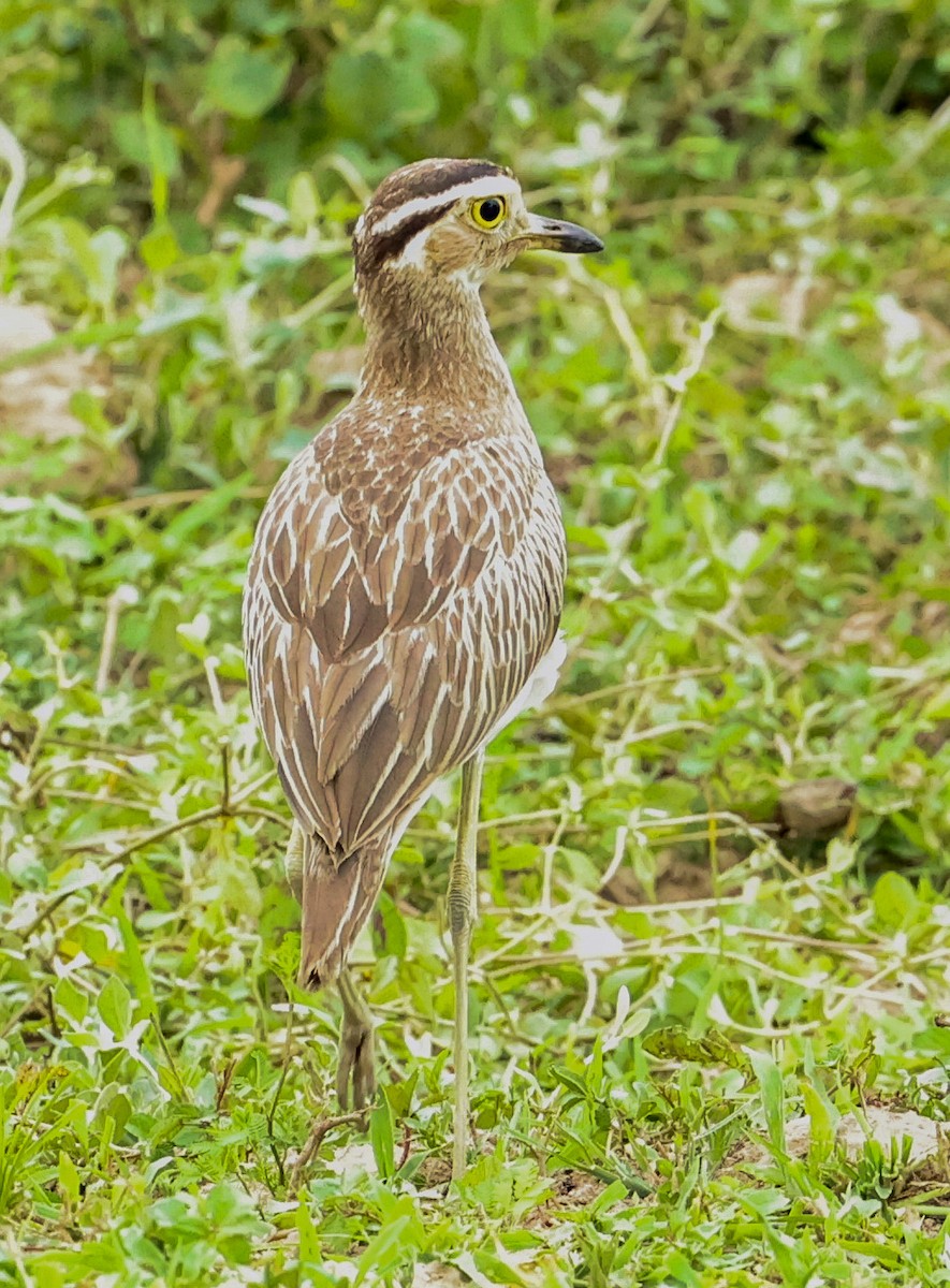 Double-striped Thick-knee - ML602735531