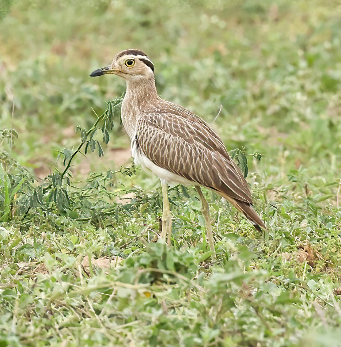 Double-striped Thick-knee - Tom Driscoll