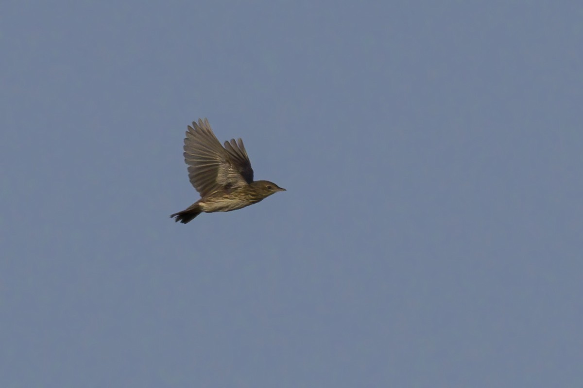 Short-tailed Pipit - ML602738271