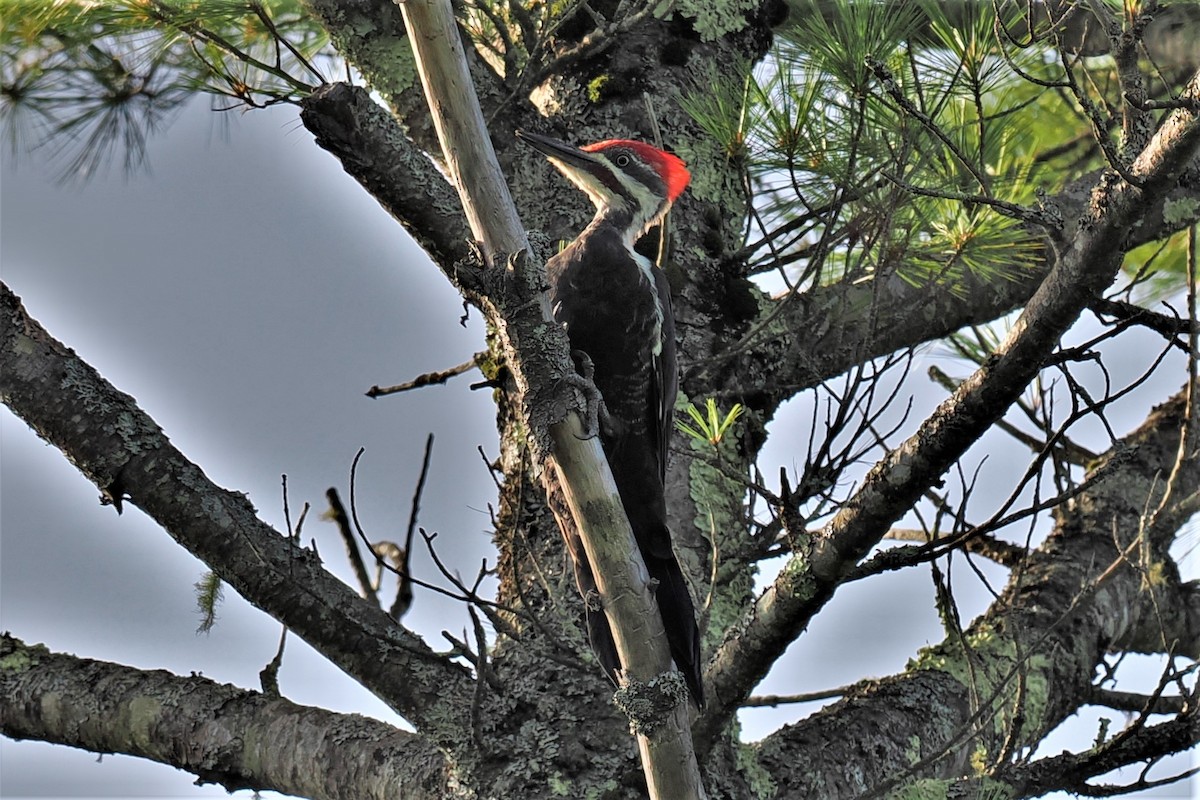 Pileated Woodpecker - ML602744261