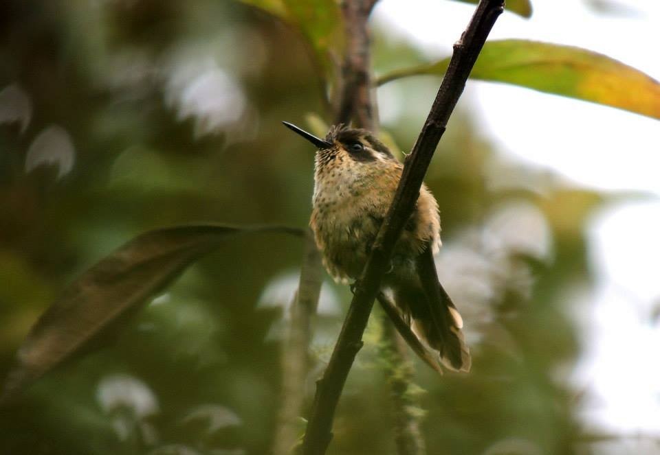 Speckled Hummingbird - Jorge Tiravanti