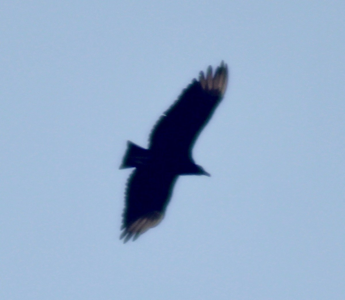 Black Vulture - ML602747731