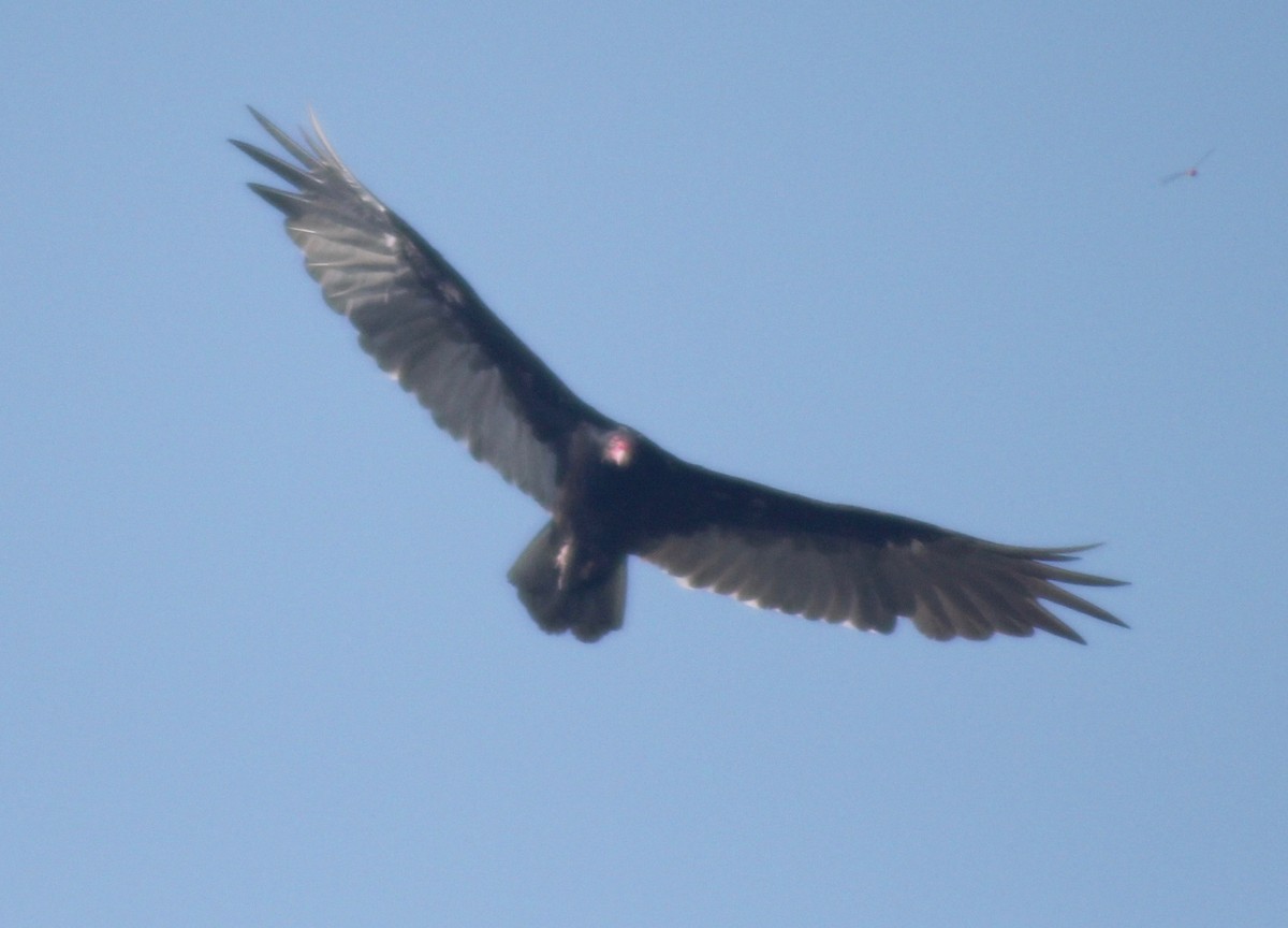 Turkey Vulture - ML602747821