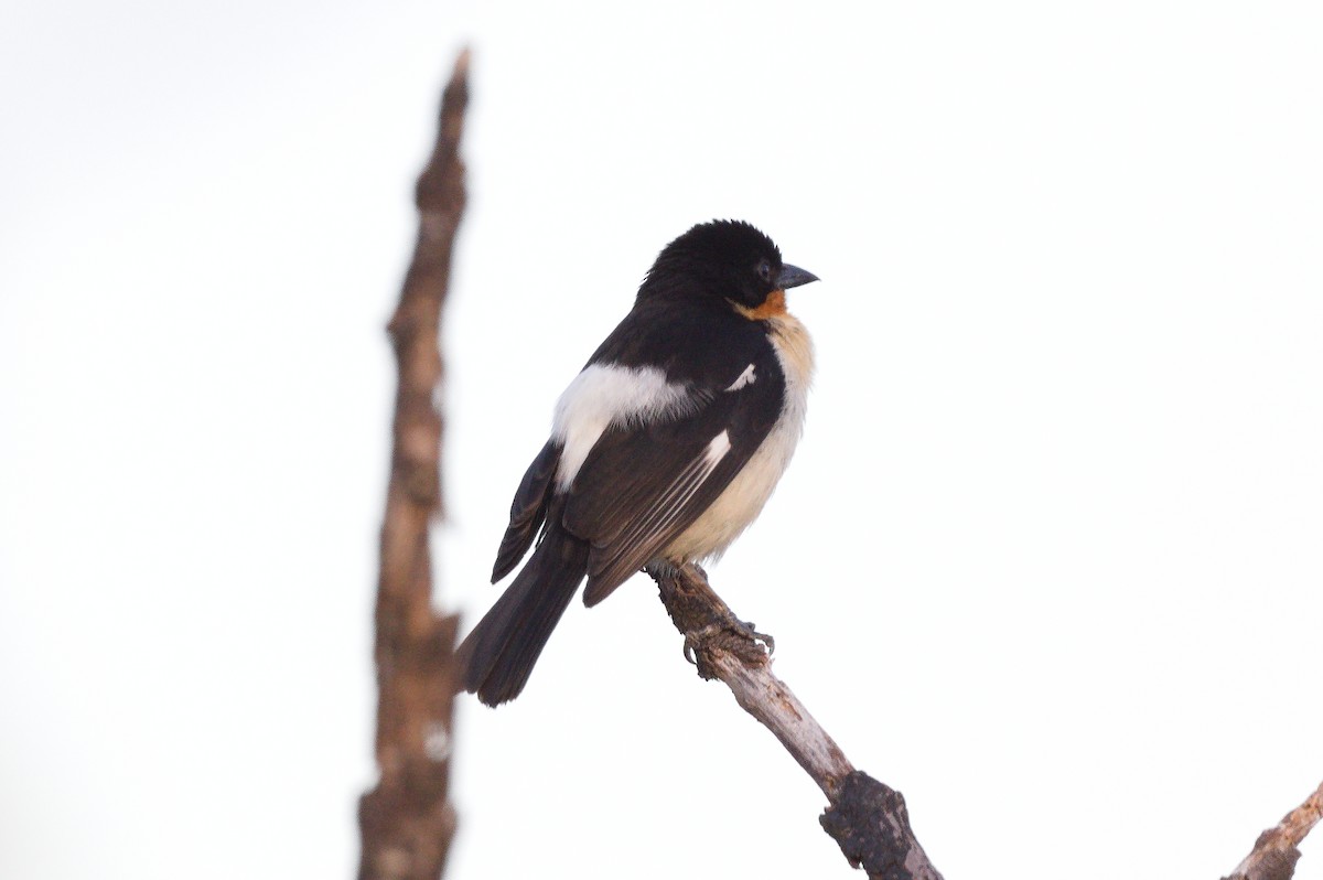 White-rumped Tanager - ML602758051