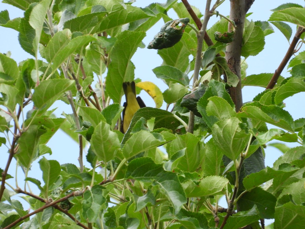 Yellow Warbler - ML602762701
