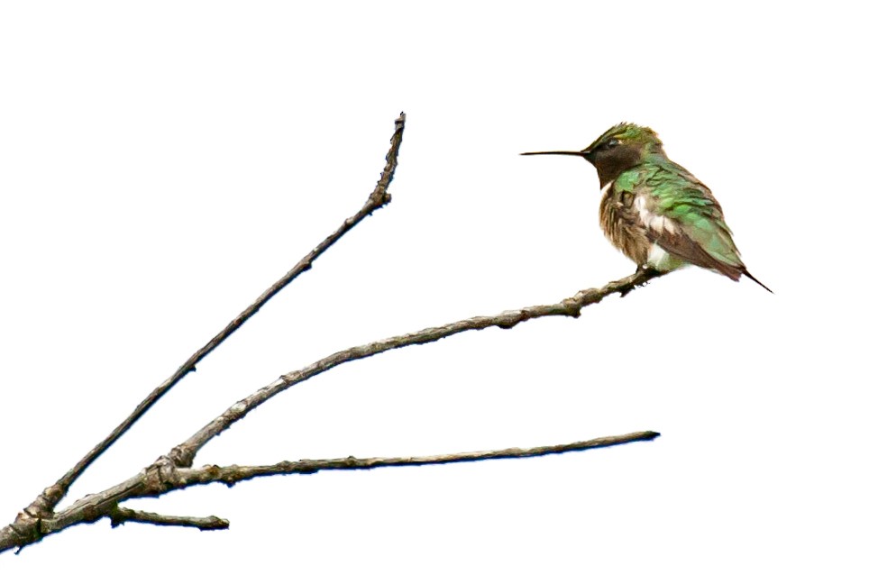 Ruby-throated Hummingbird - Robb Bell
