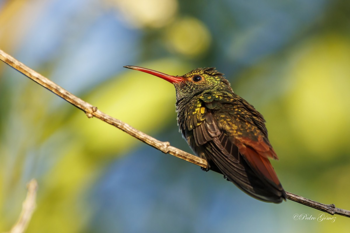 Rufous-tailed Hummingbird - ML602774621
