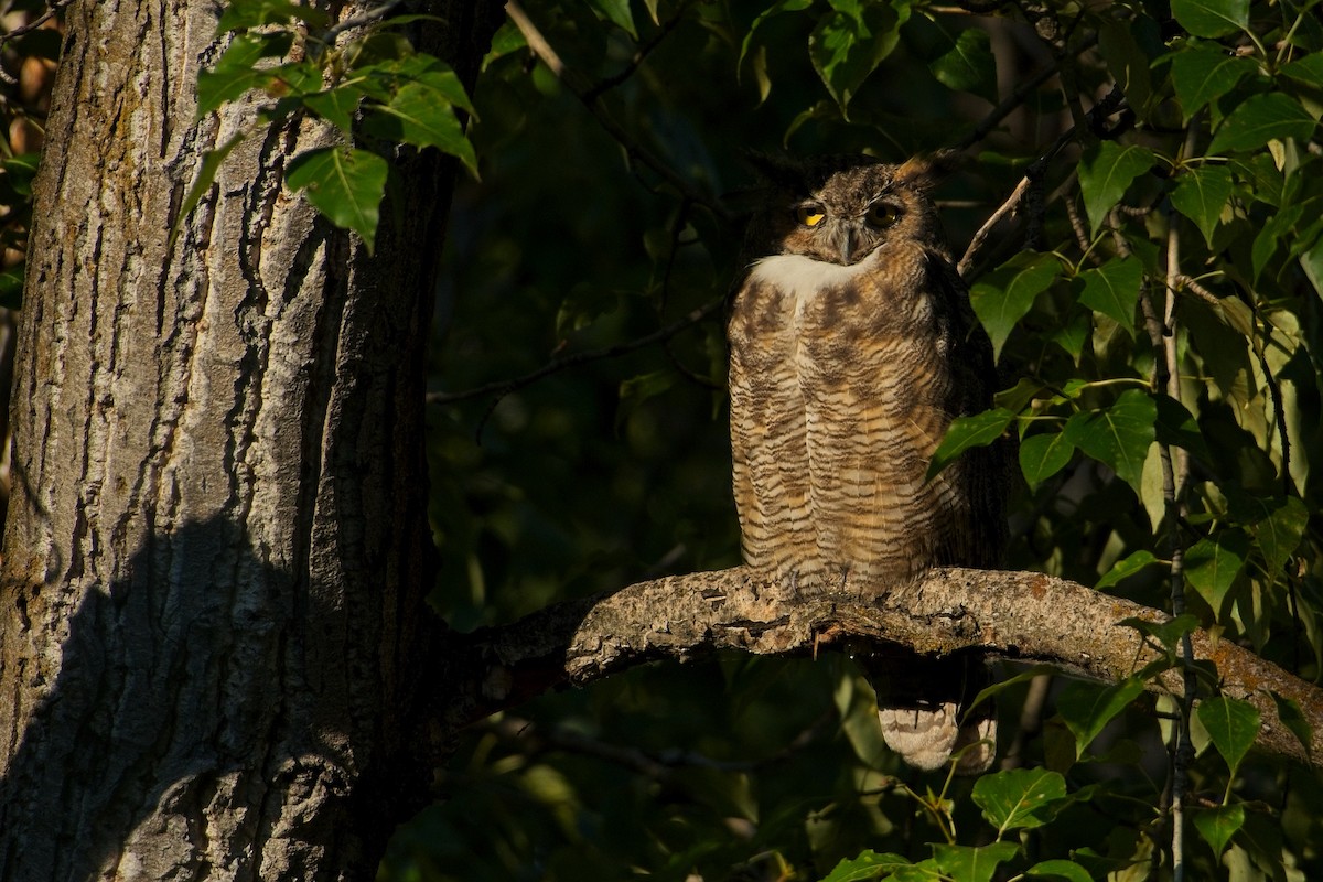 Great Horned Owl - ML602776181