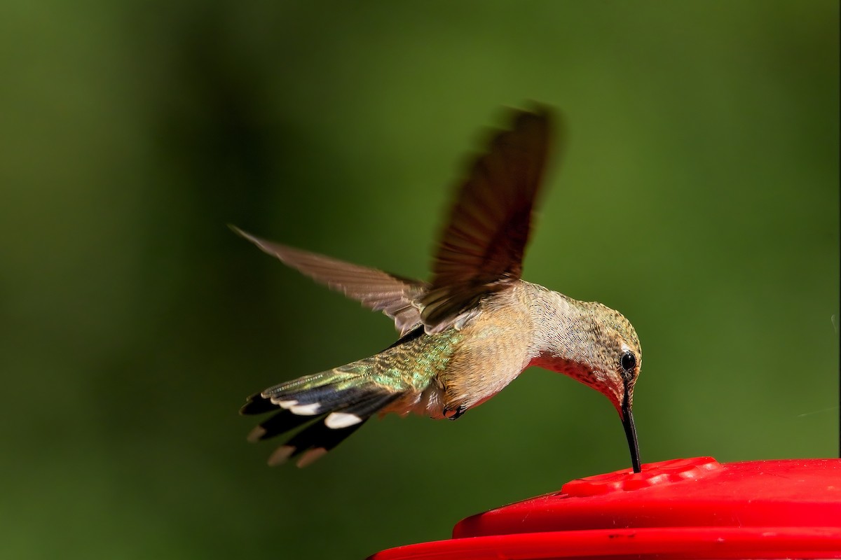 Black-chinned Hummingbird - ML602777181