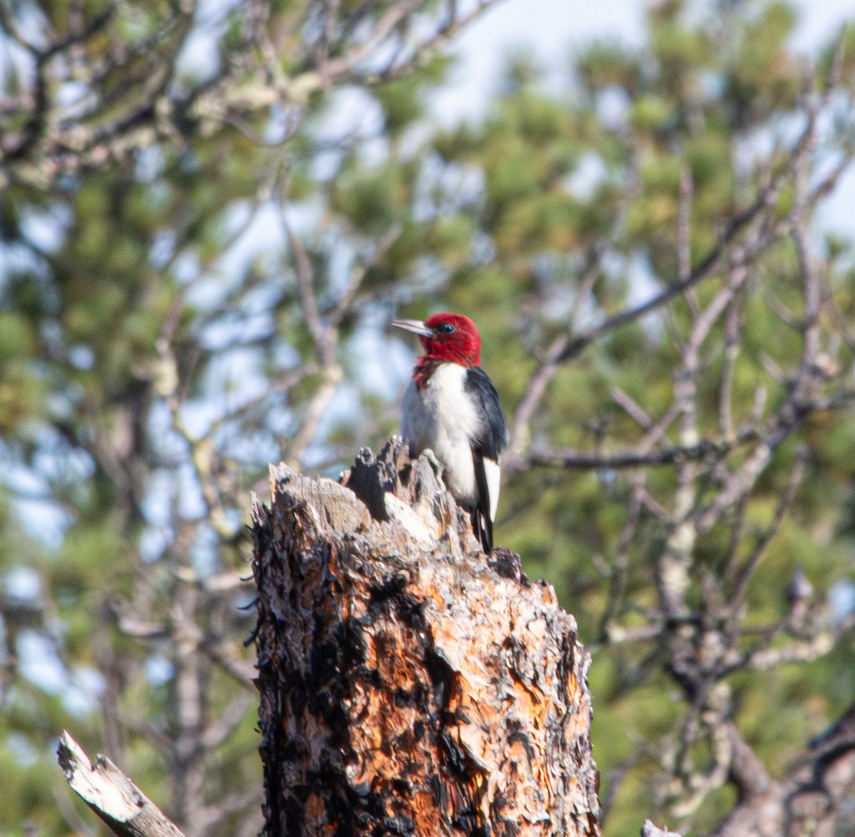 Red-headed Woodpecker - ML602778281