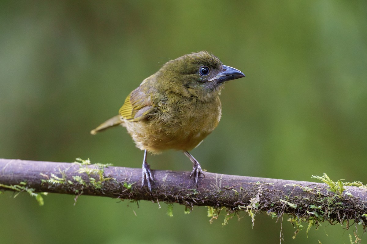 Ochre-breasted Tanager - ML602789751